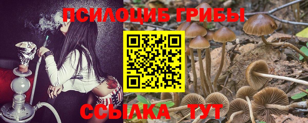 Галлюциногенные грибы Psilocybine cubensis  Псилоцибиновые грибы прущие грибы  Вход с VPN  Бийск 